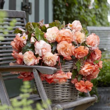 Begonia Pink Balcony - Begonia retombant Begonia Pink Balcony - Begonia retombant