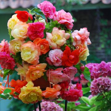 Begonia Pink Balcony - Begonia retombant Begonia Pink Balcony - Begonia retombant
