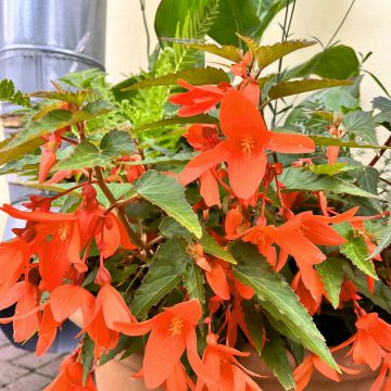 Begonia Bertinii 