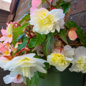 Bégonia retombant parfumé Angelique - Begonia odorata