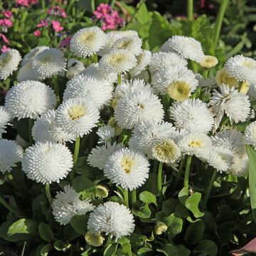 Pâquerette Bellastar Compact White - Bellis Perennis Pâquerette Bellastar Compact White - Bellis Perennis
