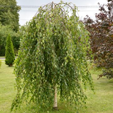 Bouleau pleureur - Betula pendula Karaca