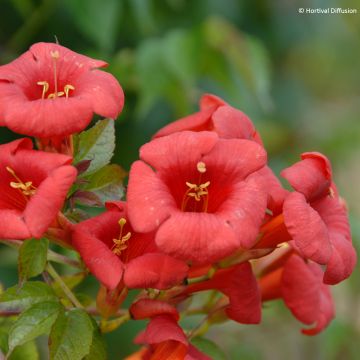 Bignone - Campsis x tagliabuana Grenadine Bignone - Campsis x tagliabuana Grenadine