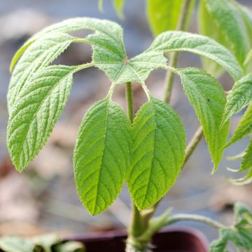 Faux-aralia - Fatsia japonica Variegata Faux-aralia - Fatsia japonica Variegata