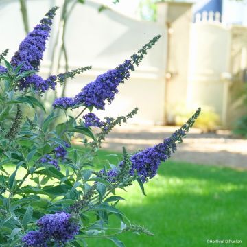 Buddleia davidii Rêve de Papillon Blue - Arbre aux papillons Buddleia davidii Rêve de Papillon Blue - Arbre aux papillons