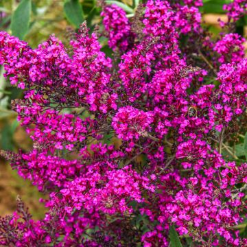 Buddleia davidii Nanho Purple - Arbre aux papillons nain