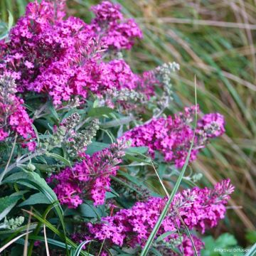 Buddleja davidii Tiny Buddy Hot Pink - Arbre aux papillons nain Buddleja davidii Tiny Buddy Hot Pink - Arbre aux papillons nain