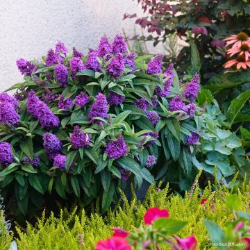Buddleja davidii Tiny Buddy Violet - Arbre aux papillons nain Buddleja davidii Tiny Buddy Violet - Arbre aux papillons nain