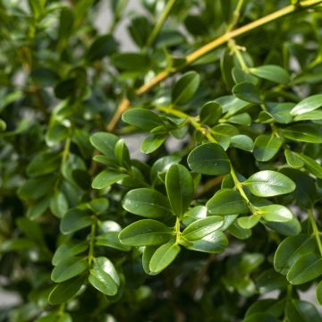 Buis - Buxus Betterbuxus Heritage Buis - Buxus Betterbuxus Heritage