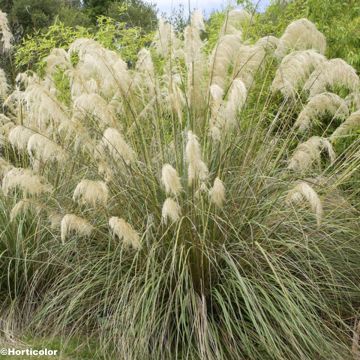 Cortaderia richardii, Herbe de la Pampa Cortaderia richardii, Herbe de la Pampa