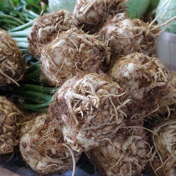 Céleri-Rave Alba AB - Ferme de Ste Marthe