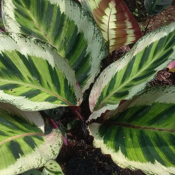 Calathea Angela