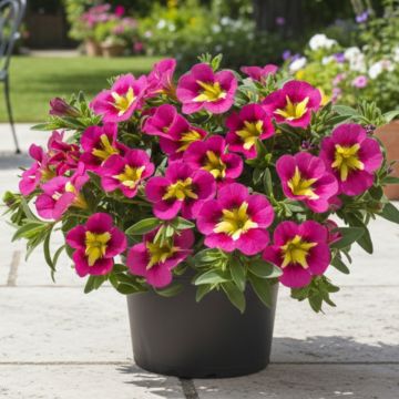 Calibrachoa Chamaeleon Sunshine Berry - Mini-pétunia