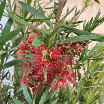 Callistemon viminalis Hannah Ray - Rince-bouteille Callistemon viminalis Hannah Ray - Rince-bouteille