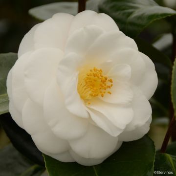 Camélia classique - Camellia Nuccio s Pearl Camélia classique - Camellia Nuccio s Pearl