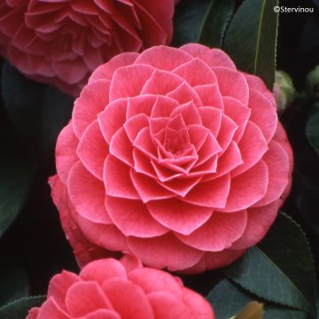 Camélia classique - Camellia Nuccio s Pearl
