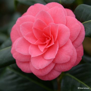 Camélia classique - Camellia Nuccio s Pearl
