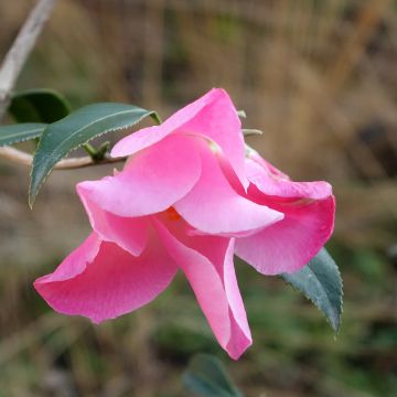 Camélia Tulip Time - Camellia (x) williamsii