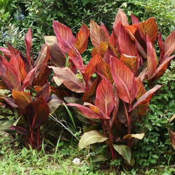 Canna Durban