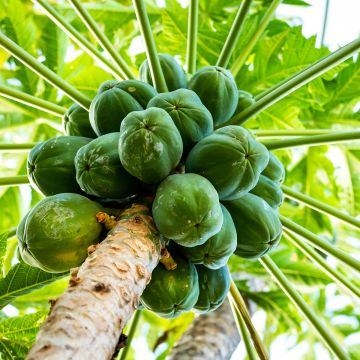 Psidium cattleianum - Goyavier de Cattley ou de Chine