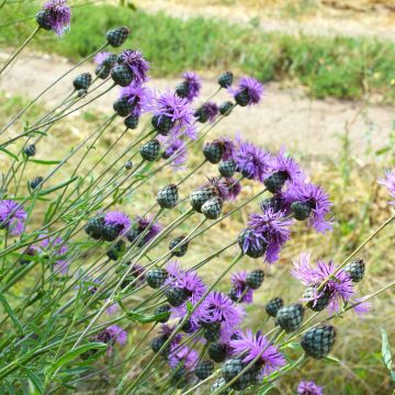 Graines de Centaurée scabieuse - Centaurea scabiosa