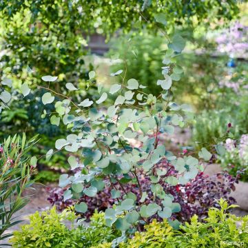 Cercis chinensis Shirobana - Gainier de Chine