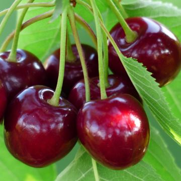 Cerisier bigarreau Burlat Bio en racines nues, forme scion