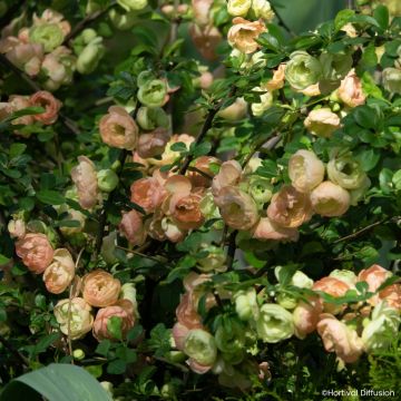 Cognassier du Japon - Chaenomeles speciosa Double Delice Opal