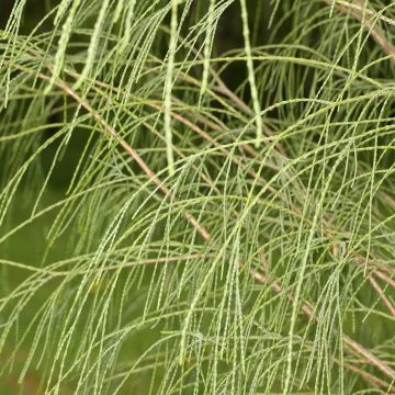 Chamaecyparis lawsoniana Sunkist - Cyprès de Lawson nain