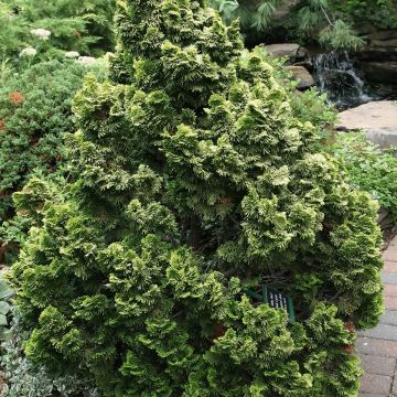 Cyprès hinoki du Japon - Chamaecyparis obtusa Nana Aurea