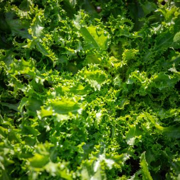 Chicorée frisée Wallone Dorea 