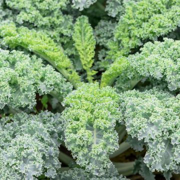 Chou frisé Redbor F1 - chou kale Chou frisé Redbor F1 - chou kale