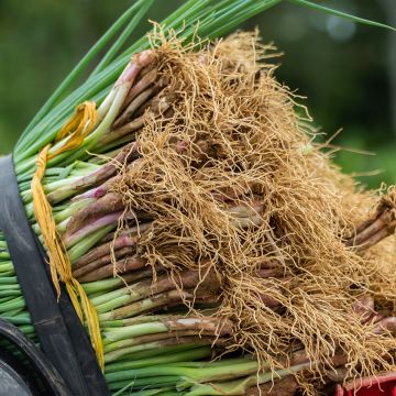 Ciboule Rouge Ciboule Rouge