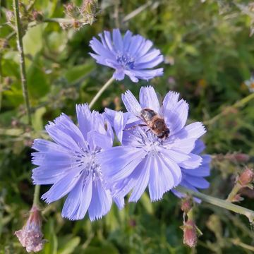 Cichorium intybus - Chicorée sauvage
