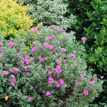 Cistus ou Ciste pulverulentus Sunset
