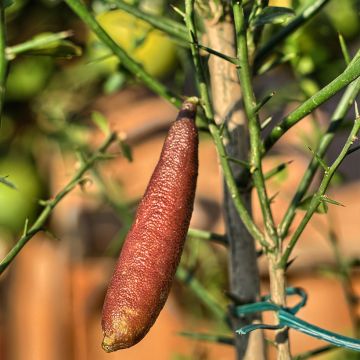 Citron Caviar Rose - Microcitrus australasica Rose Citron Caviar Rose - Microcitrus australasica Rose