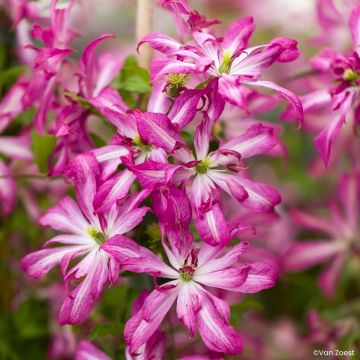 Clématite Viticella Etoile Violette