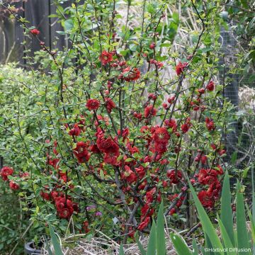 Cognassier du Japon - Chaenomeles speciosa Double Delice Love Cognassier du Japon - Chaenomeles speciosa Double Delice Love
