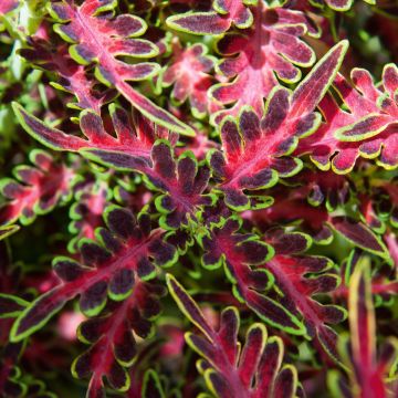 Coleus Limewire