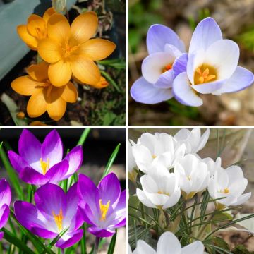 Collection 120 Crocus Botaniques