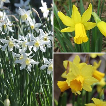 Collection 30 Narcisses précoces