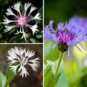 Collection Bleuets des montagnes