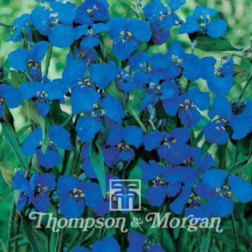 Commelina Dianthifolia Commelina Dianthifolia