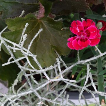 Composition Morning Walk - Composition de 3 plantes Composition Morning Walk - Composition de 3 plantes