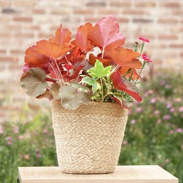 Composition Lucky Charm - composition de 3 plantes Composition Lucky Charm - composition de 3 plantes