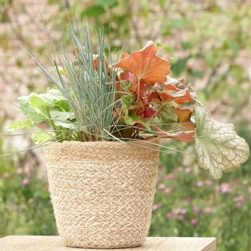 Composition Sunkissed - composition de 4 plantes Composition Sunkissed - composition de 4 plantes