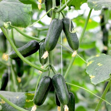 Concombre Hopeline F1 Concombre Hopeline F1