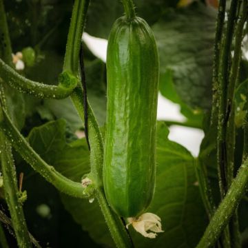 Concombre Patio Snacker F1 - Cucumis sativus Concombre Patio Snacker F1 - Cucumis sativus