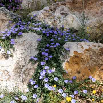 Convolvulus sabatius, Liseron