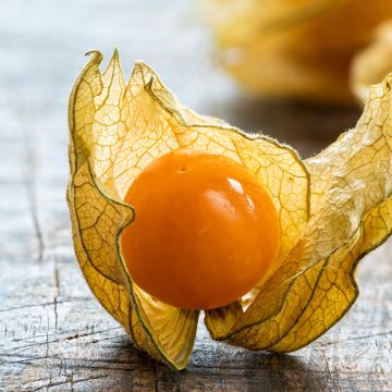 Coqueret du Pérou - Physalis edulis - Vilmorin